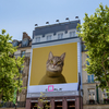 Coala Frontlit Daily S